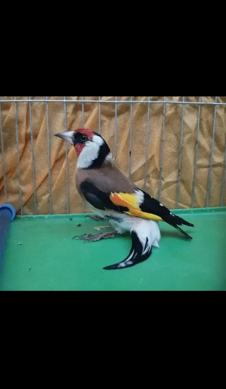 سهره نر|پرنده|قم, علی آباد سعدگان|دیوار