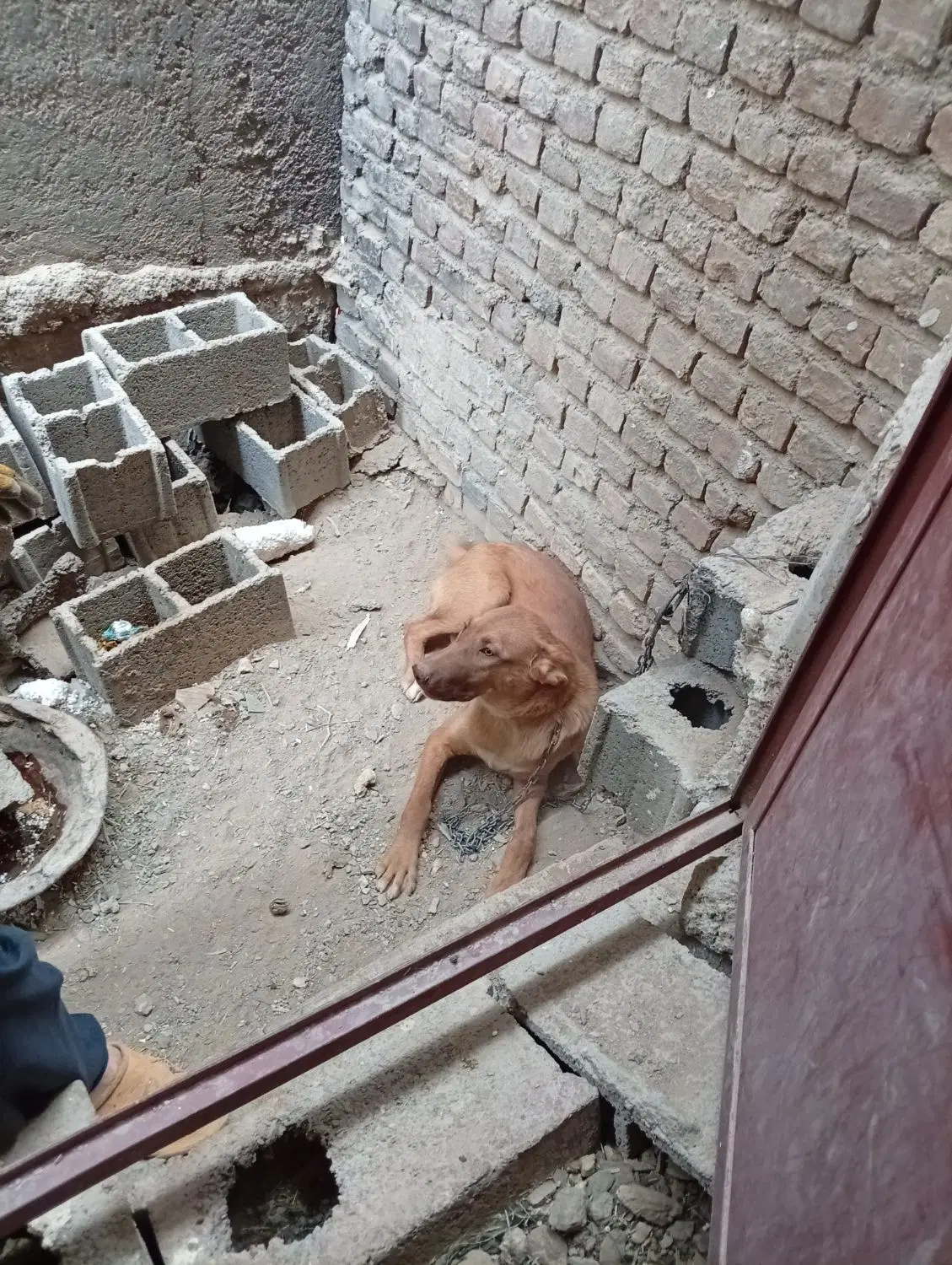 سگ نگهبان|سگ|زاهدان, |دیوار