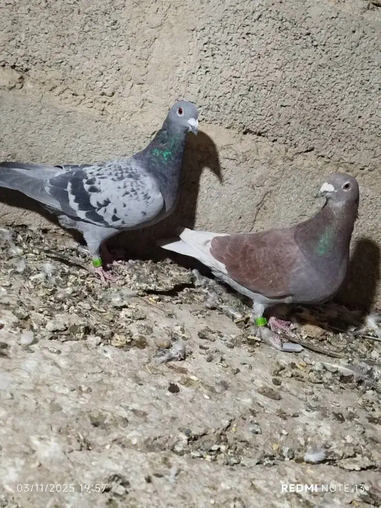 کبوتر مسافتی|پرنده|سیب و سوران, |دیوار