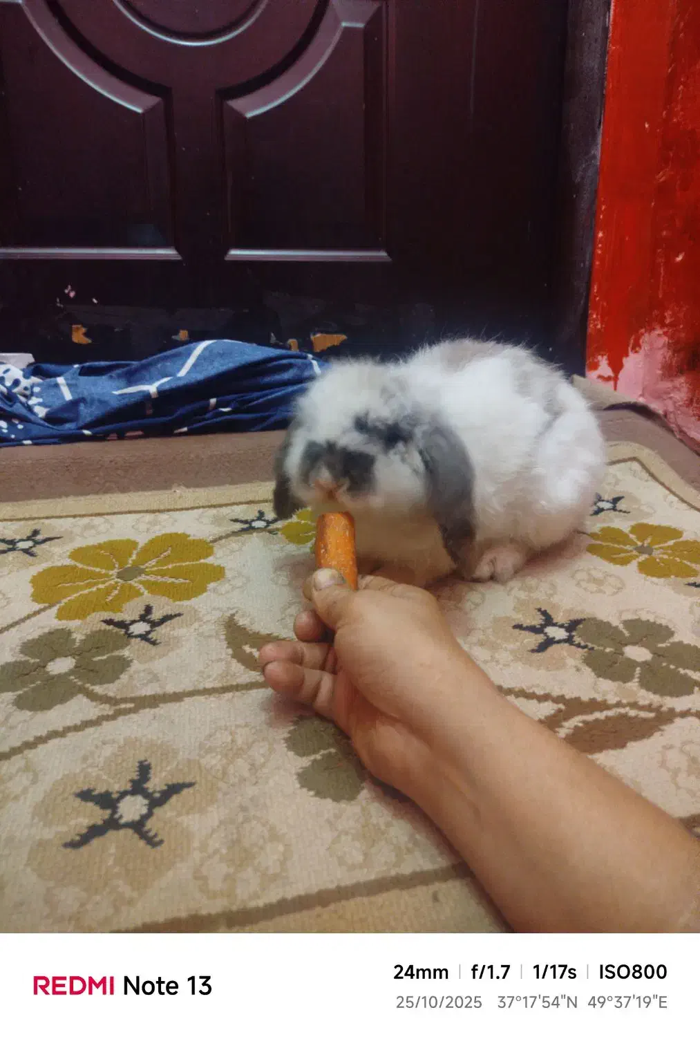 به علت نداشتن جا|موش و خرگوش|رشت, انصاری|دیوار