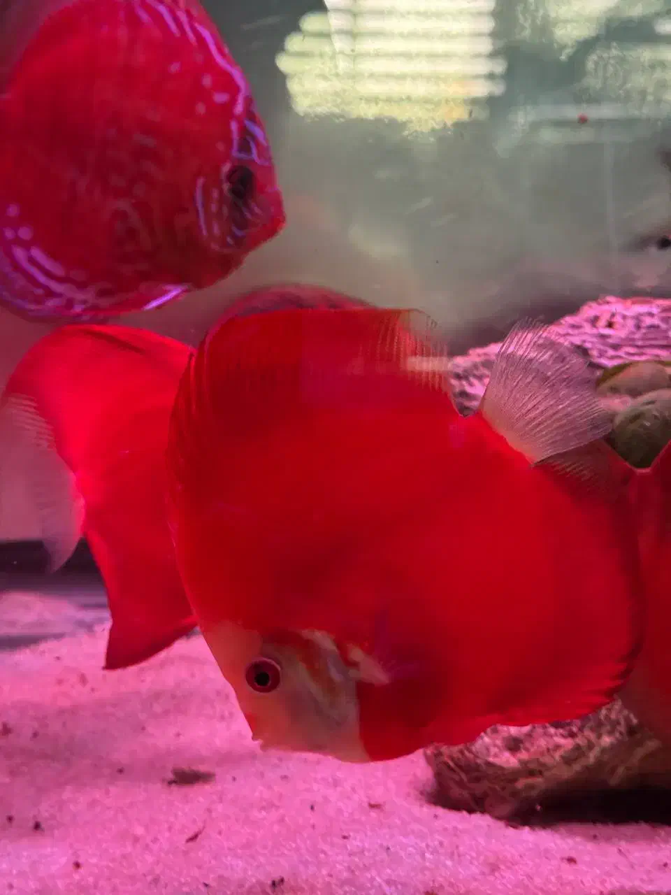 دیسکس گرید بالا|ماهی|مشهد, عبادی|دیوار