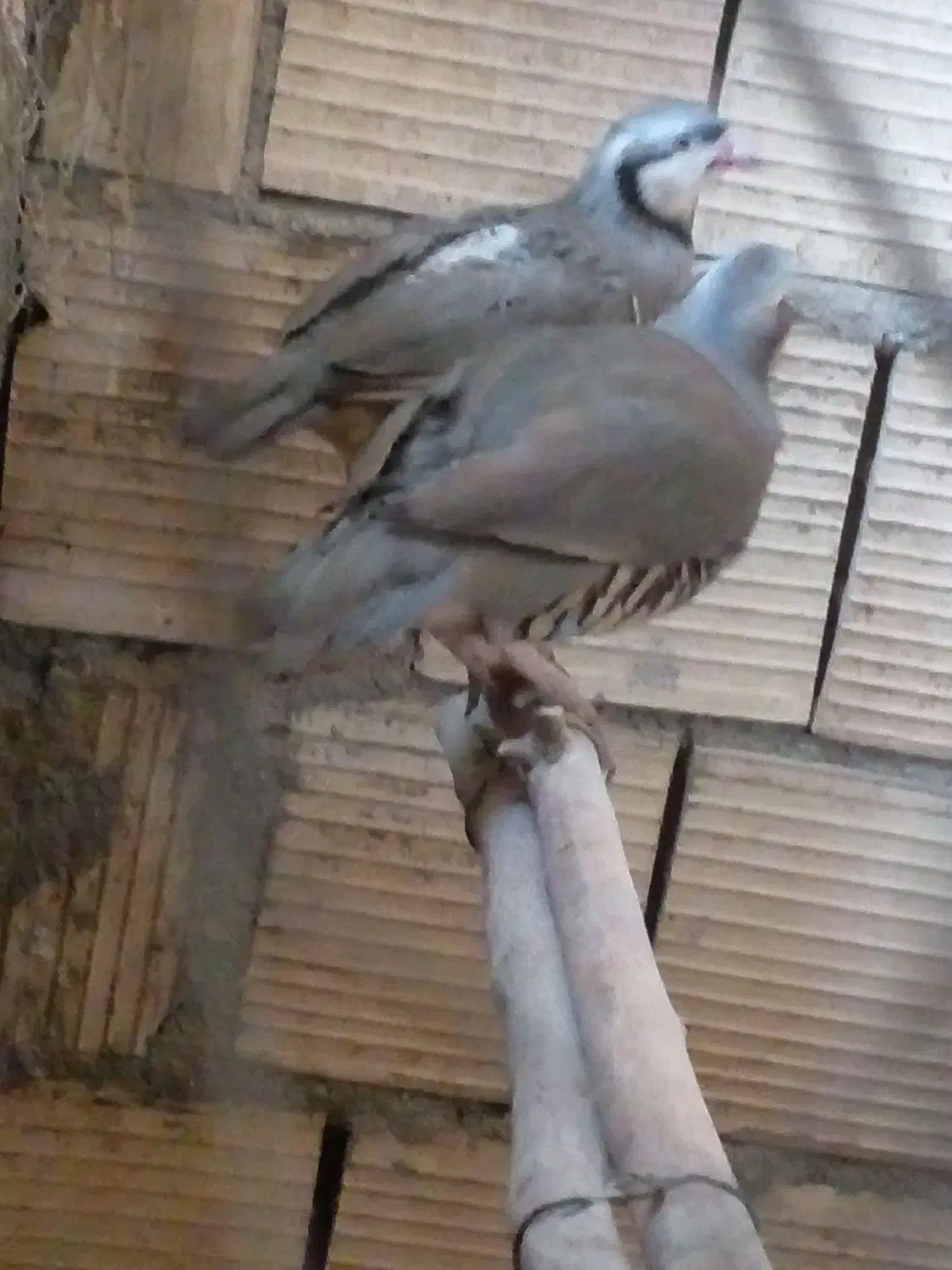 پرنده زینتی|پرنده|اسفراین, |دیوار