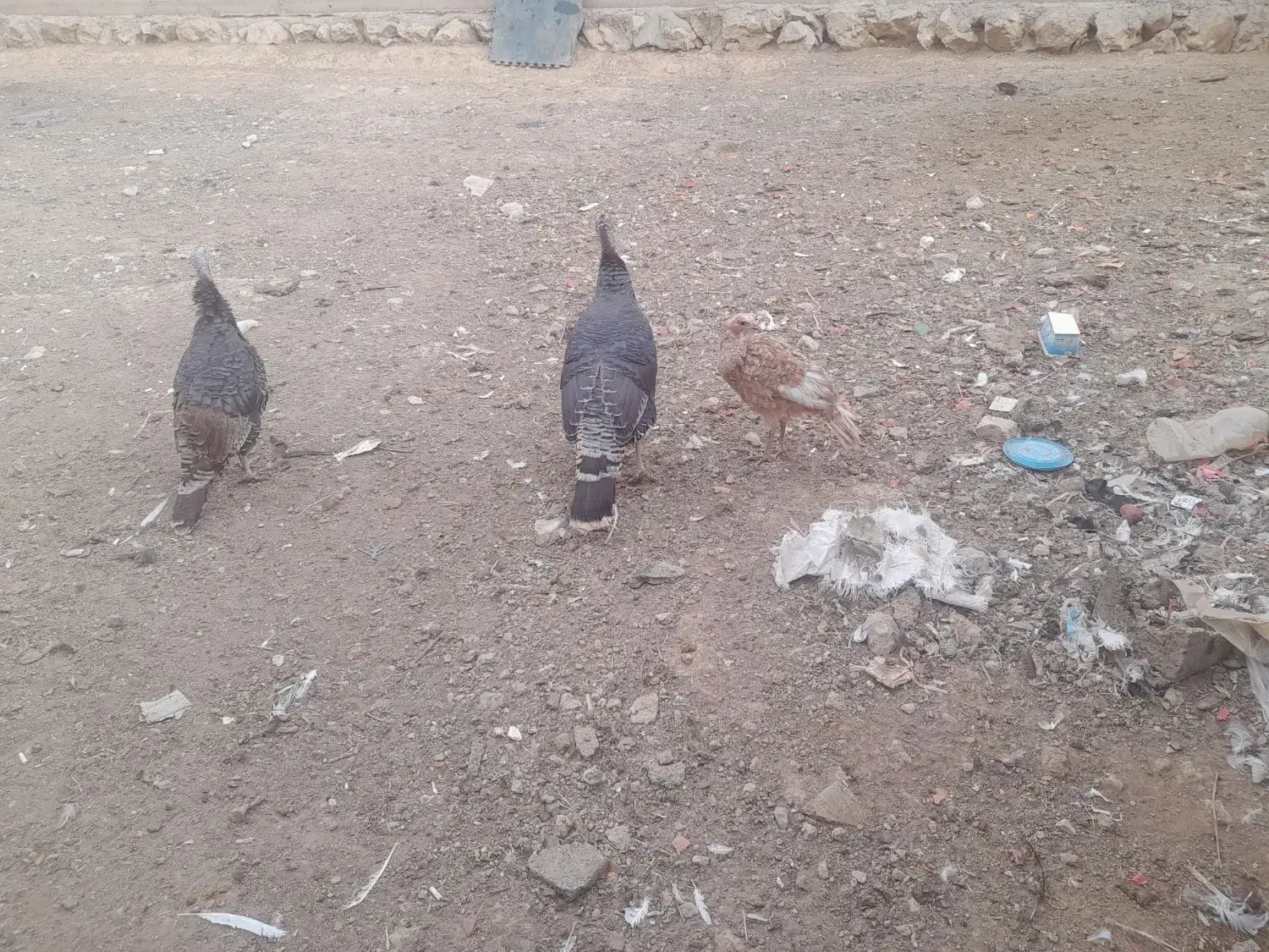 بوقلمون|حیوانات مزرعه|شهرکرد, |دیوار