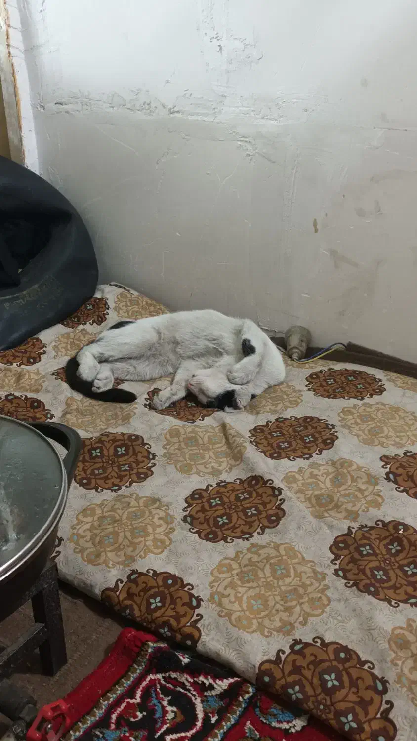 گمشده|گربه|قدس, شهرقدس|دیوار