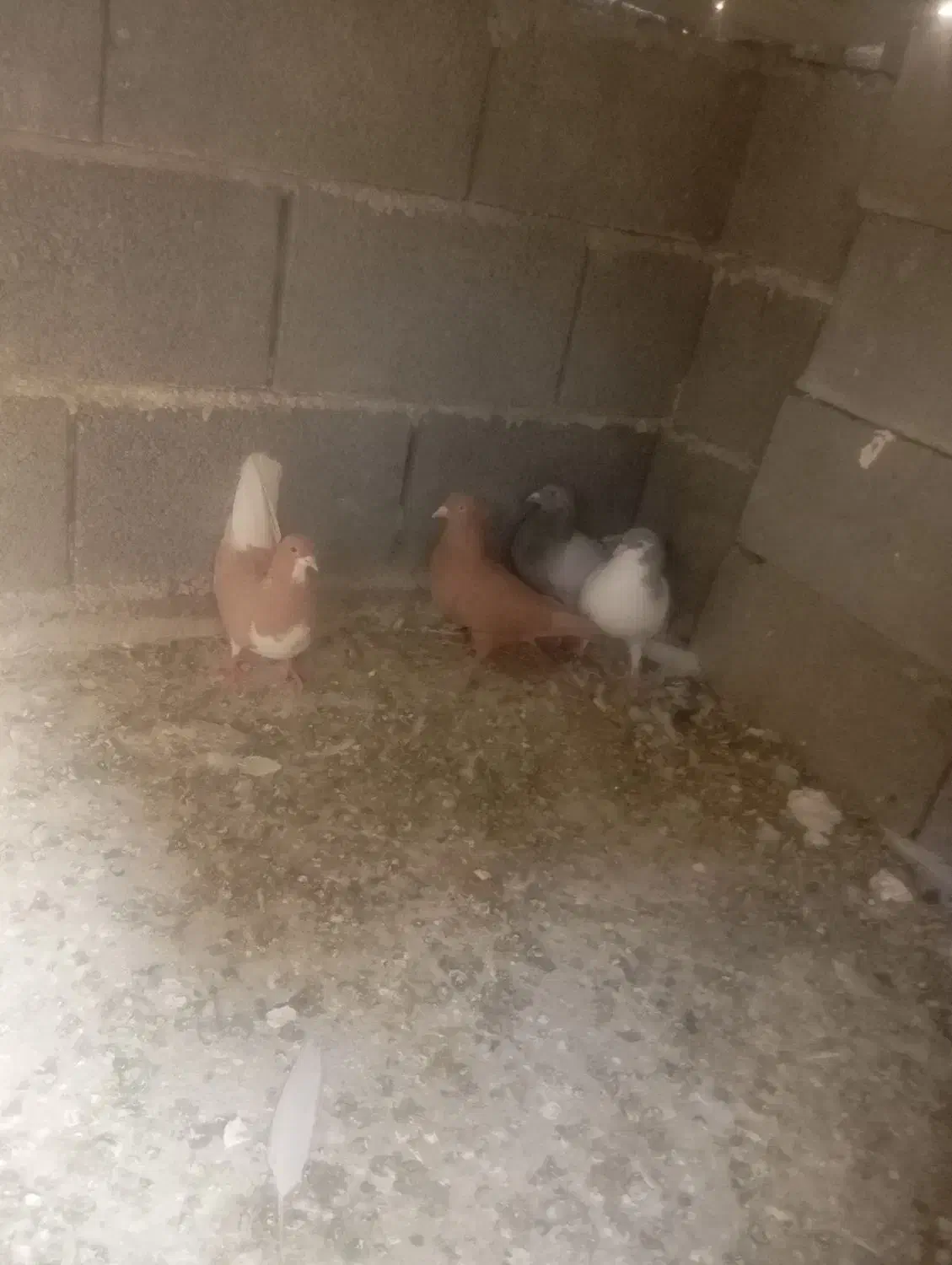 ۶تا کفتر|پرنده|کوه چنار, |دیوار