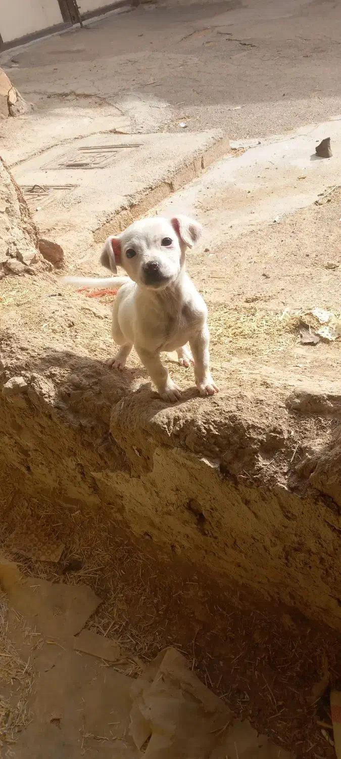 پاکوتاه|سگ|کنگاور, |دیوار