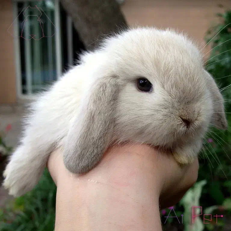 خرگوش مینی لوپ|موش و خرگوش|خرمآباد, |دیوار