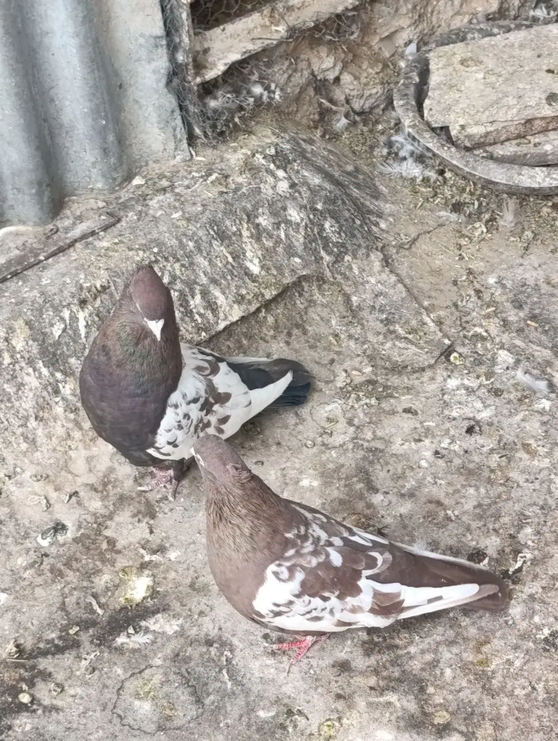 فروش جفت سینه سرخ با سینه تافتی|پرنده|شیراز, حومه شیراز|دیوار