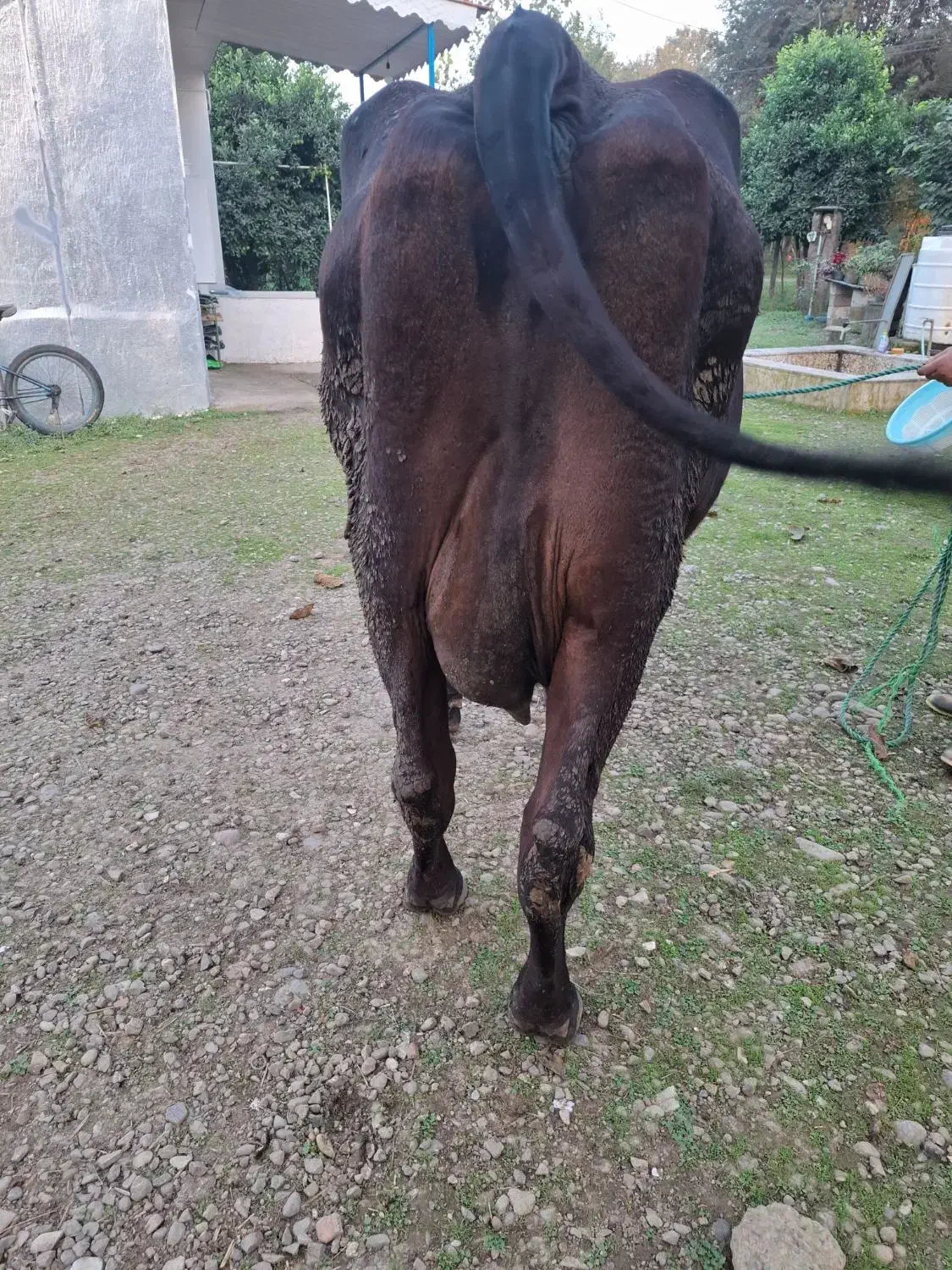 گاو دورگ با گوساله نر هلشتاین|حیوانات مزرعه|سنگر, |دیوار