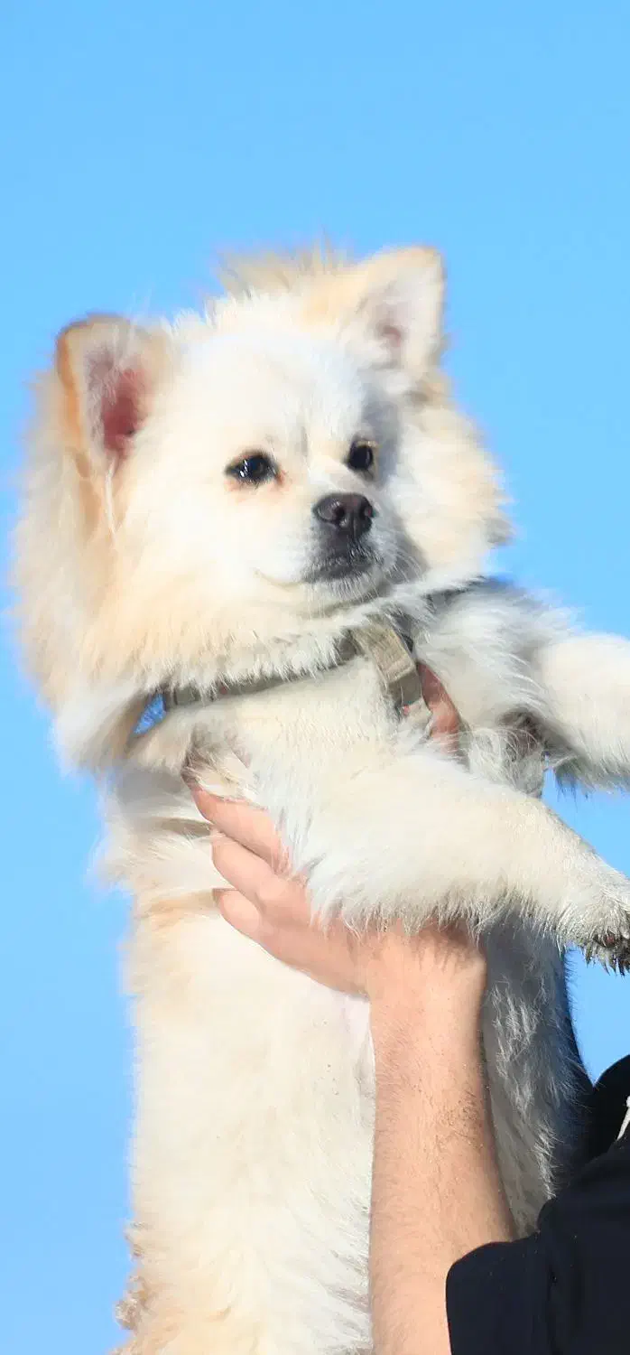 سگ پامرانین|سگ|مشهد, کارمندان دوم|دیوار