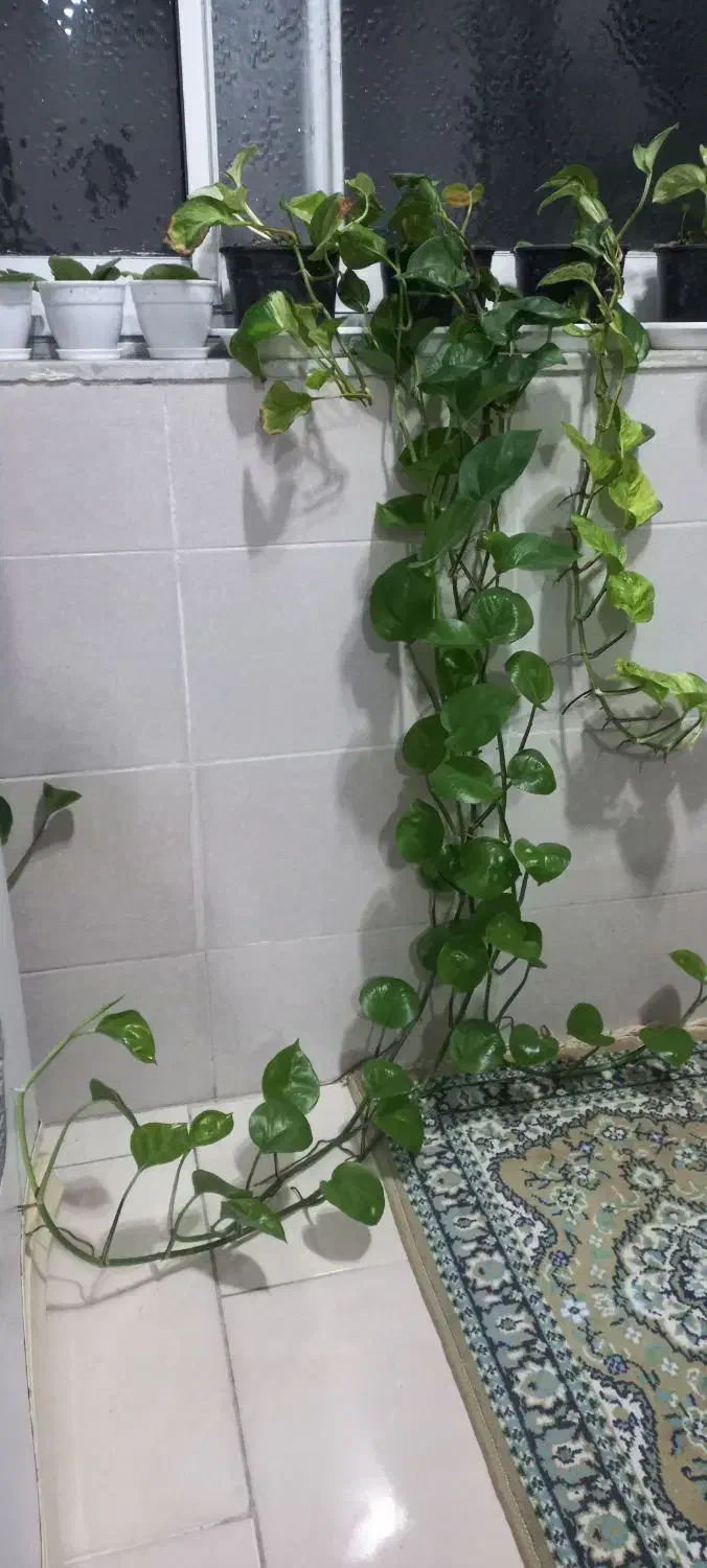 گلهای سبز|گل و گیاه طبیعی|رشت, آب آسیاب|دیوار