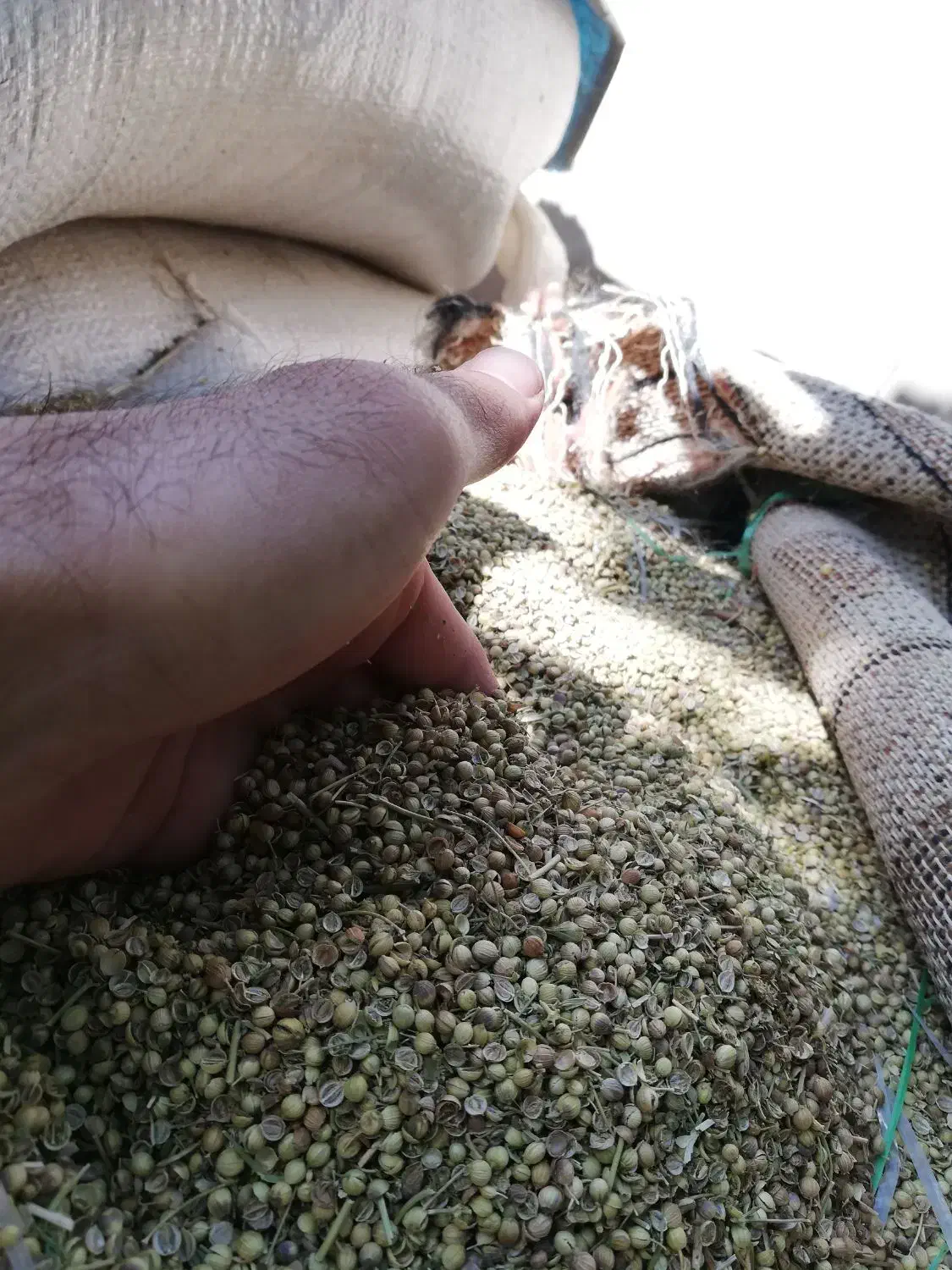 گشنیز تمیز و درجه یک|خدمات باغبانی و درختکاری|دینور, |دیوار