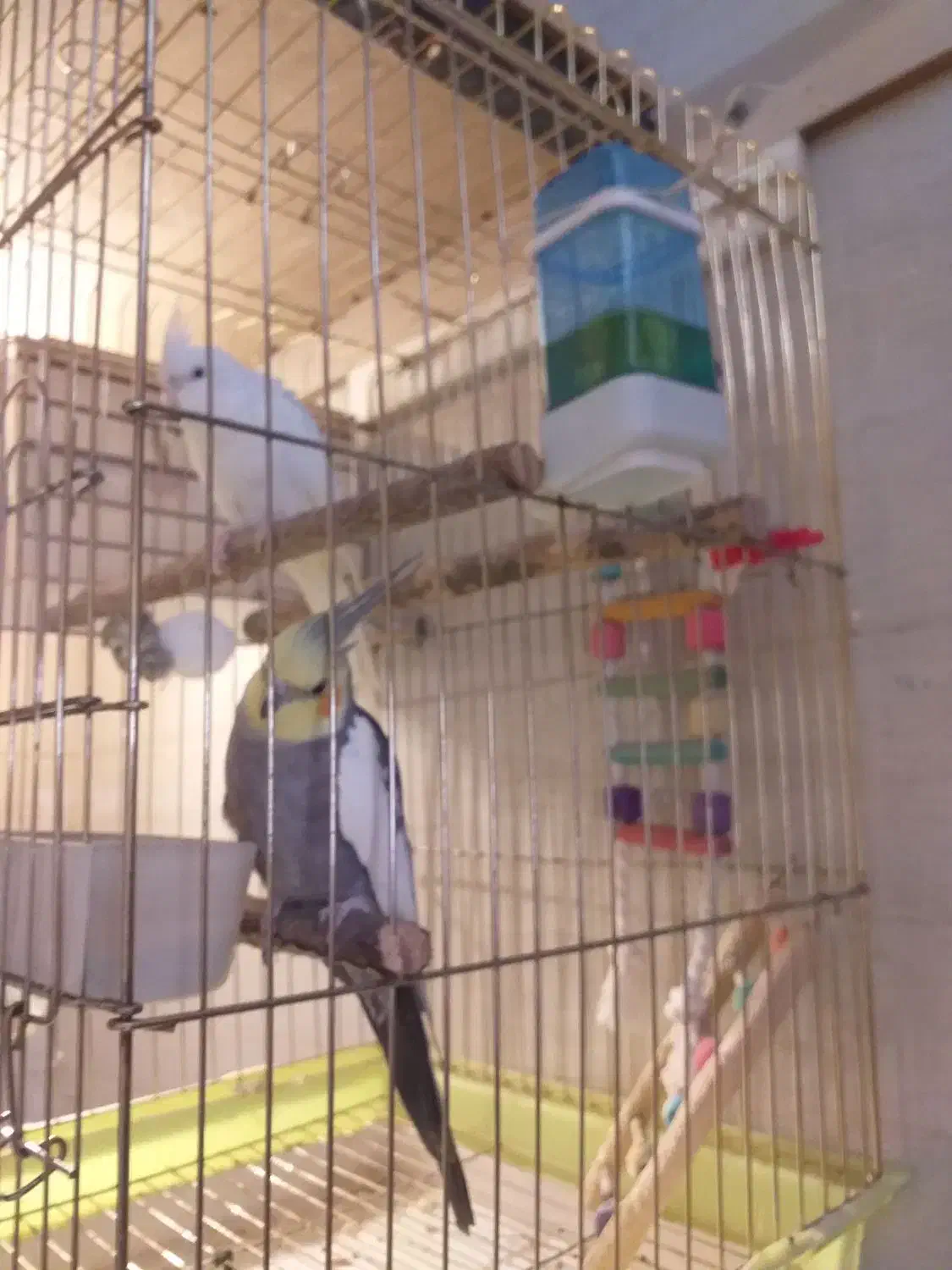 عروس هلندی|پرنده|گرمدره, |دیوار