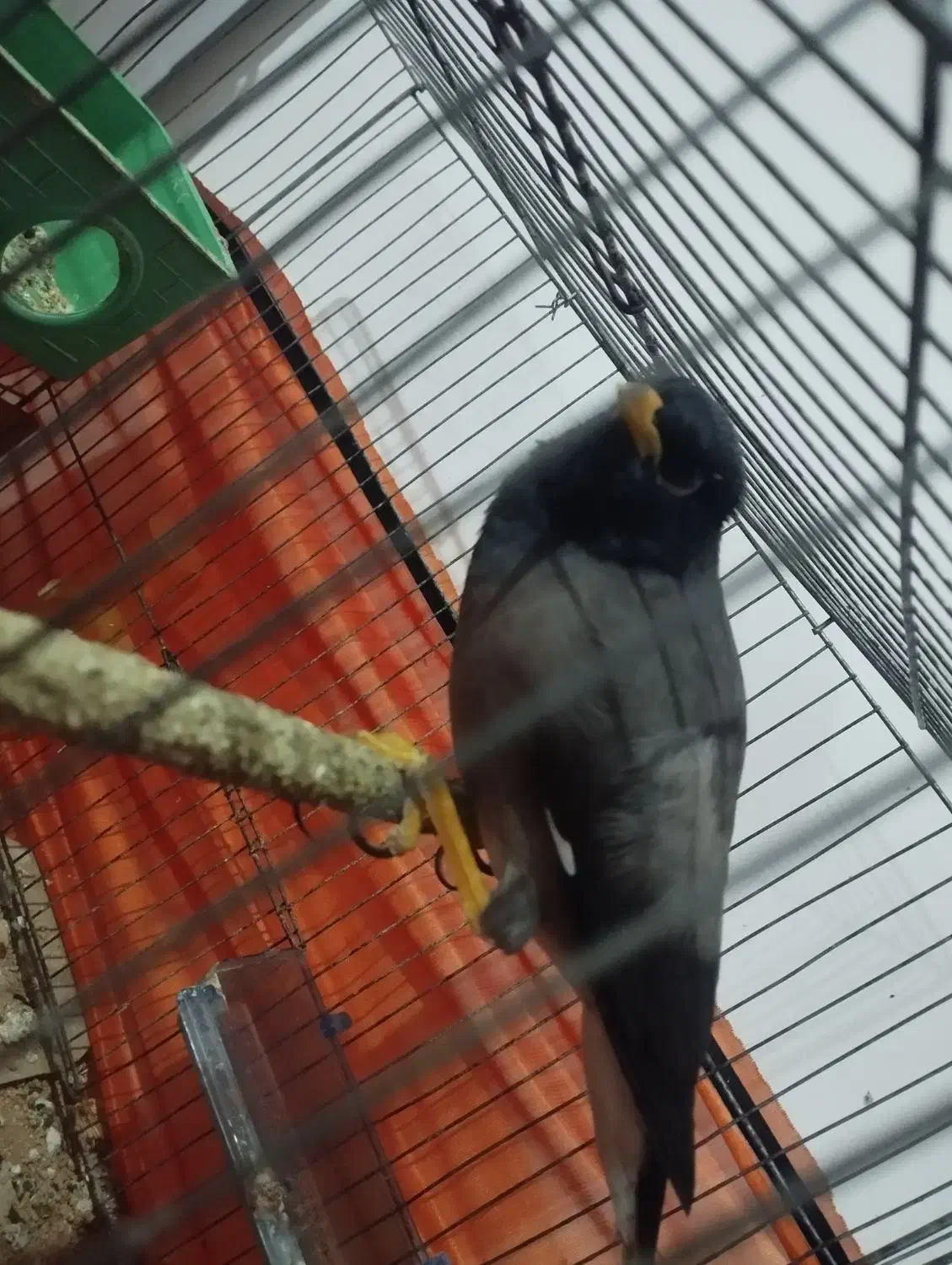 یک عدد مرغ مینا|پرنده|عنبرآباد, |دیوار