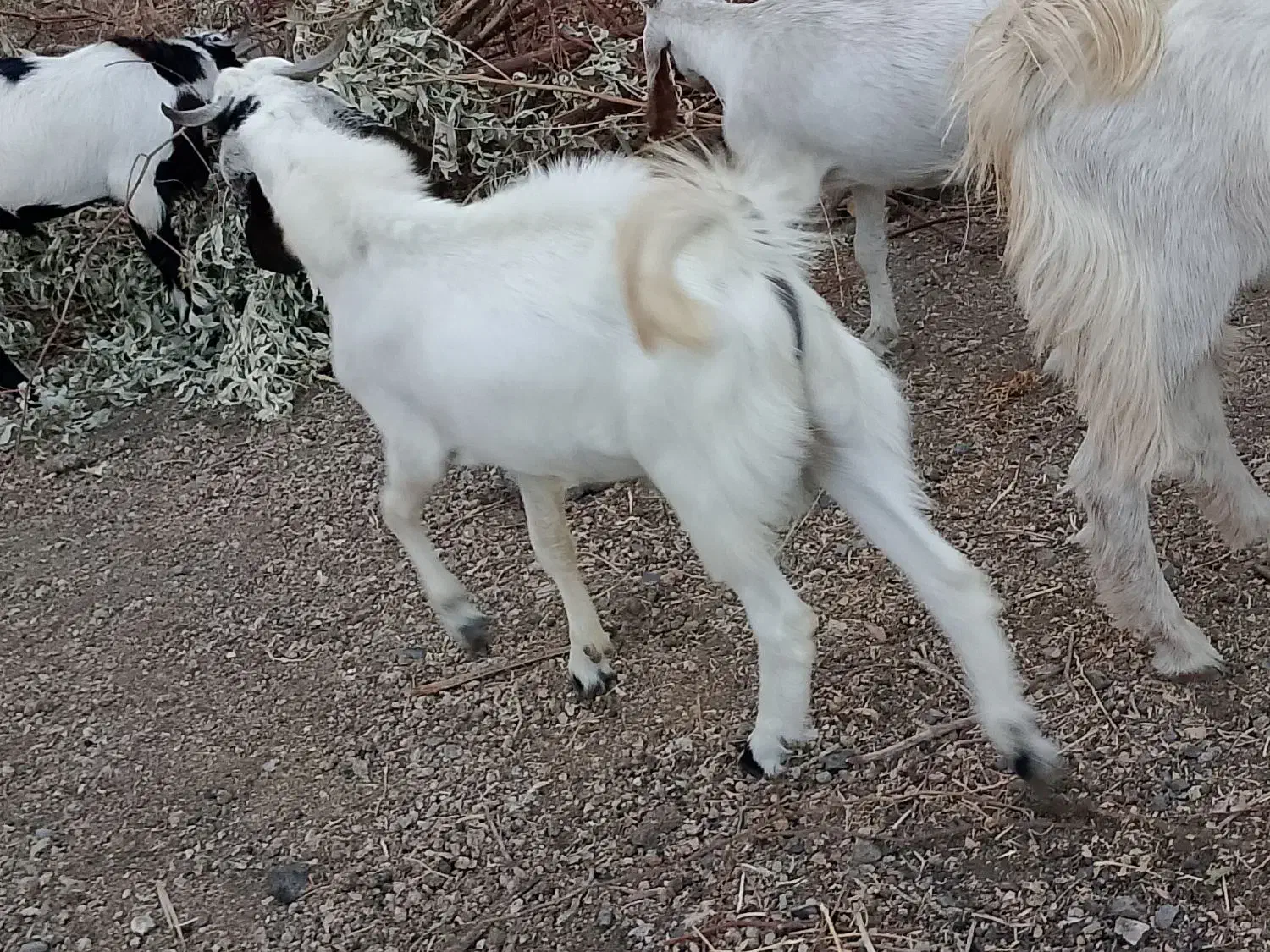 رودان برنطین|حیوانات مزرعه|رودان, |دیوار