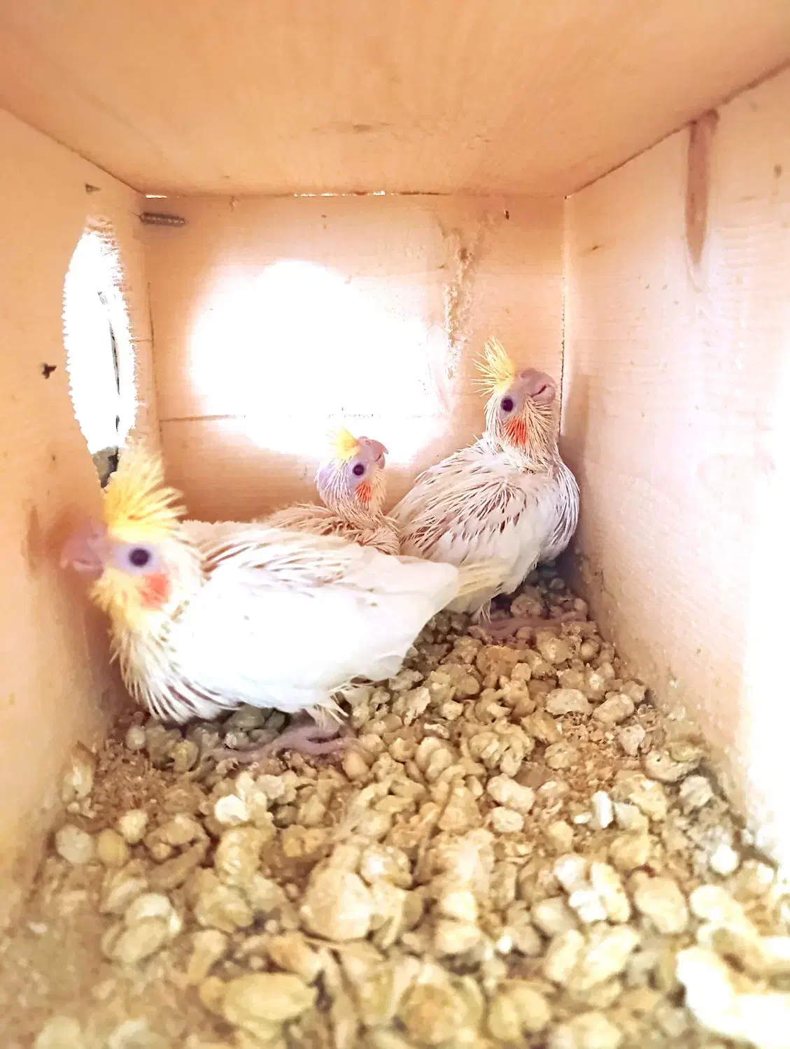 عروس هلندی سرلاکی کوتوله برزیلی|پرنده|شیراز, درکی|دیوار