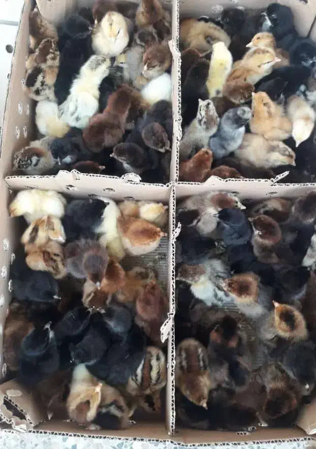 جوجه محلی|حیوانات مزرعه|شوشتر, |دیوار