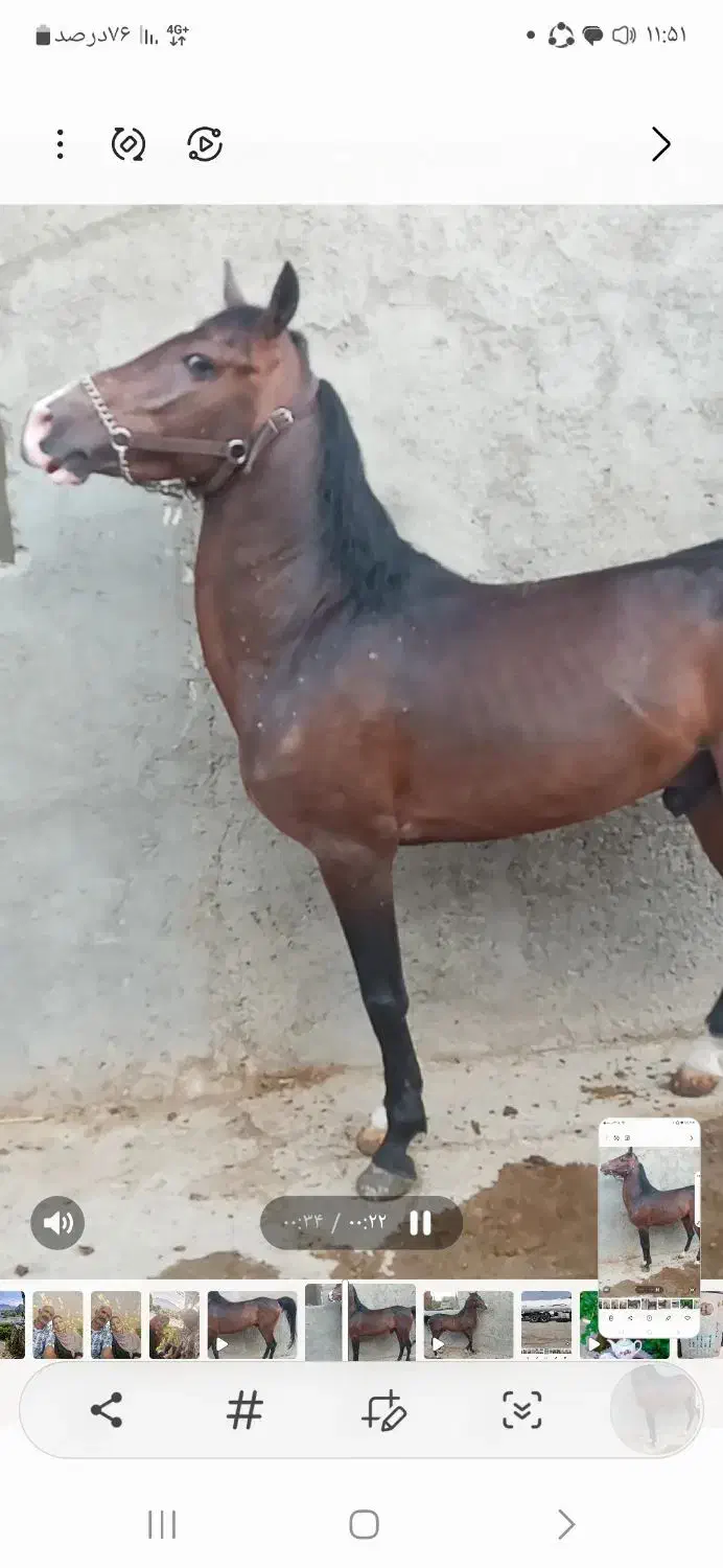 اسب|اسب و تجهیزات اسبسواری|اصفهان, شهرک صنعتی امیرکبیر (شاپور جدید)|دیوار