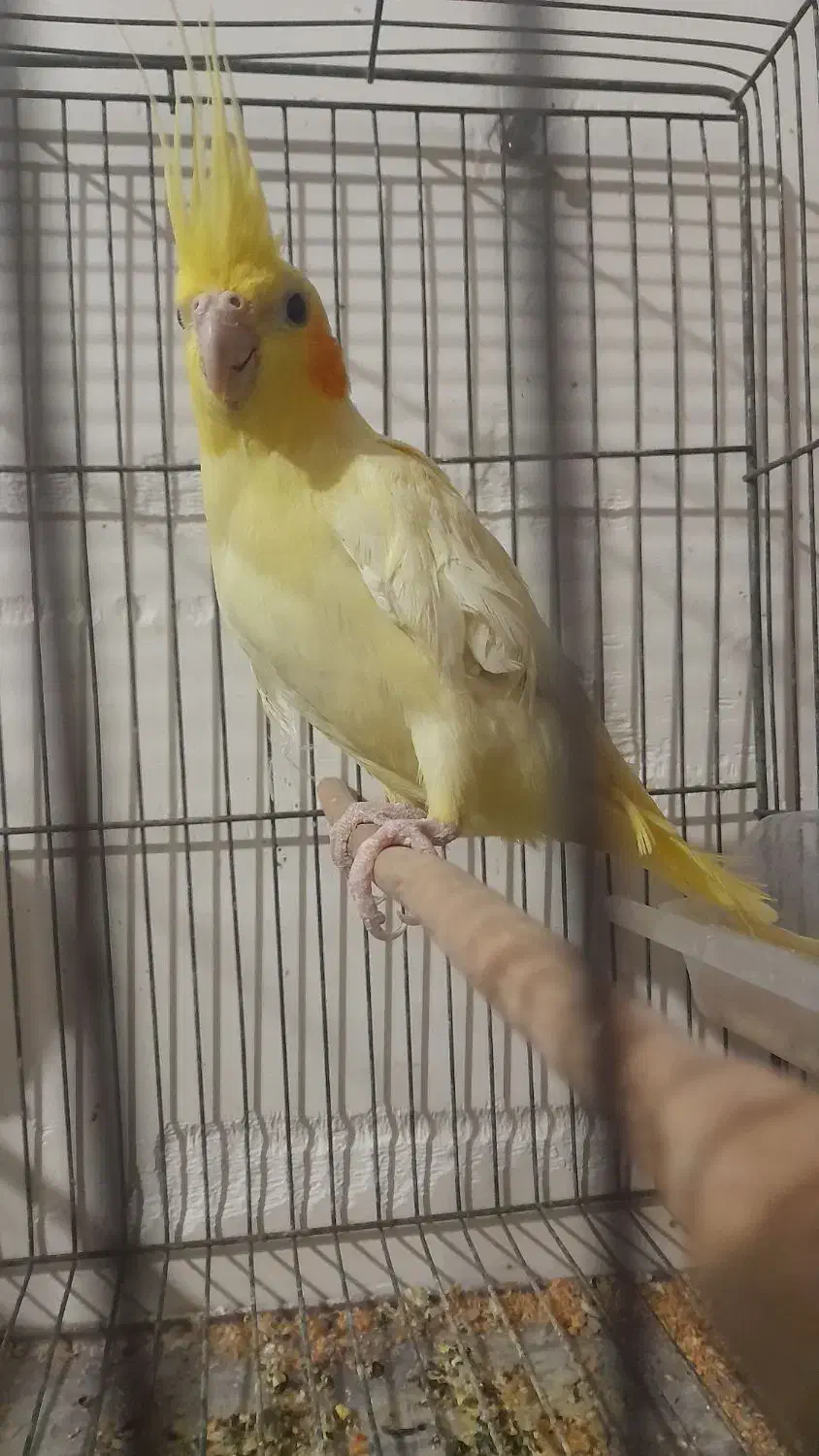 طوطی عروس هلندی ماده لوتینو|پرنده|سوسنگرد, |دیوار