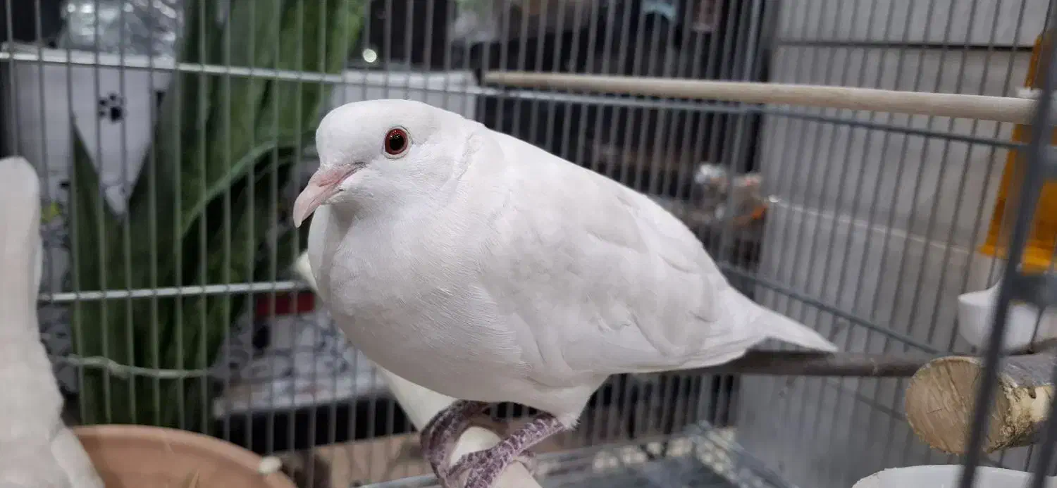 کبوتر خانگی آلبینو با جوجه|پرنده|تهران, المهدی|دیوار