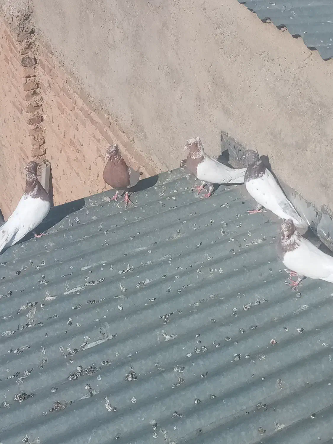 کبوتر|پرنده|اشترینان, |دیوار