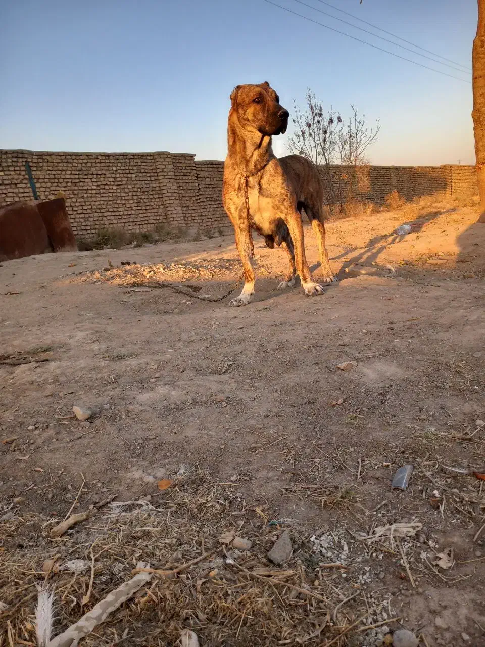 سگ ماده|سگ|مشهد, تبادکان|دیوار