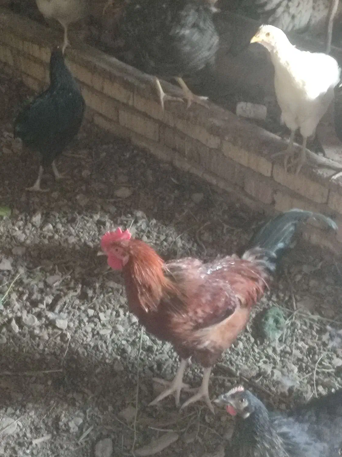 خروس محلی|حیوانات مزرعه|رشتخوار, |دیوار