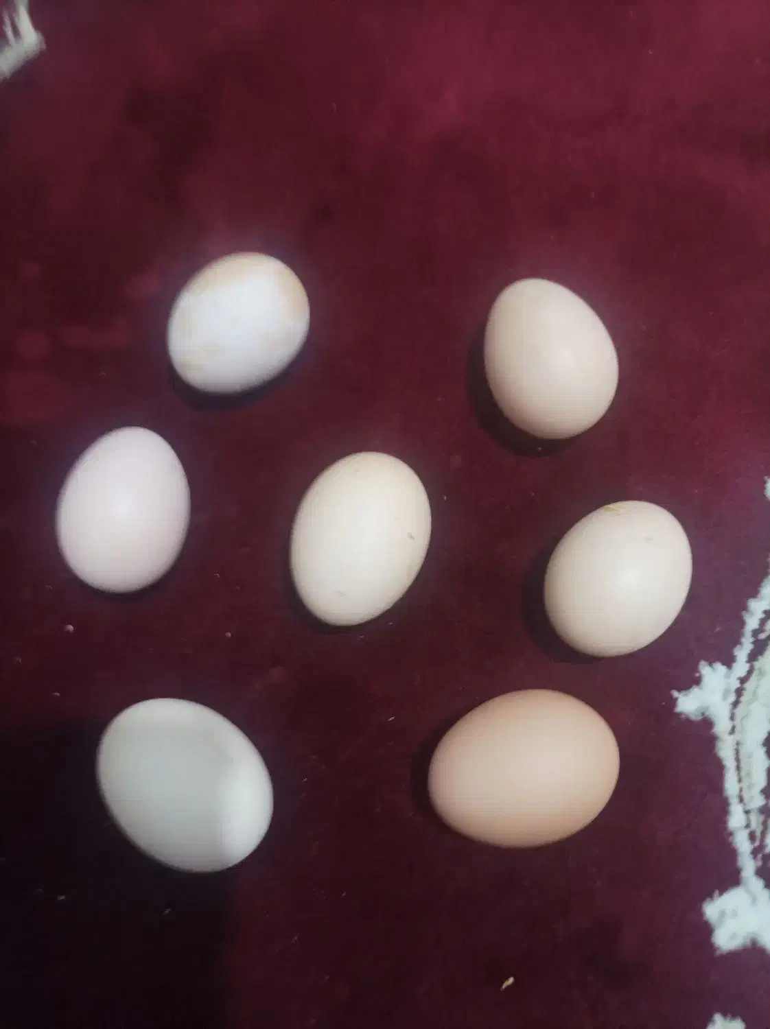 تخم مرغ|خوردنی و آشامیدنی|خاوه, |دیوار