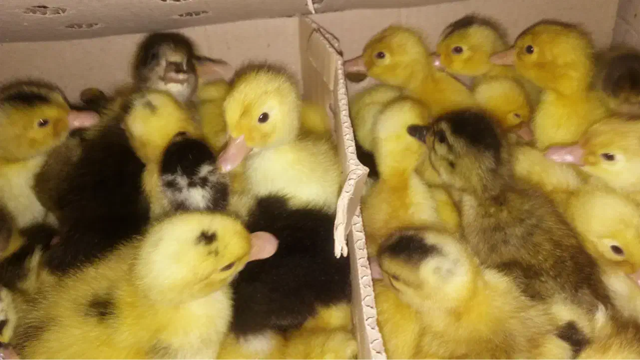 اردک مرغ و خروس محلی غاز ،تخم نطفه دار و جوجه|حیوانات مزرعه|لوندویل, |دیوار