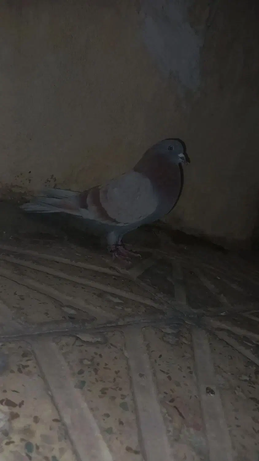 کبوتر تهرانی|پرنده|باقرشهر, |دیوار