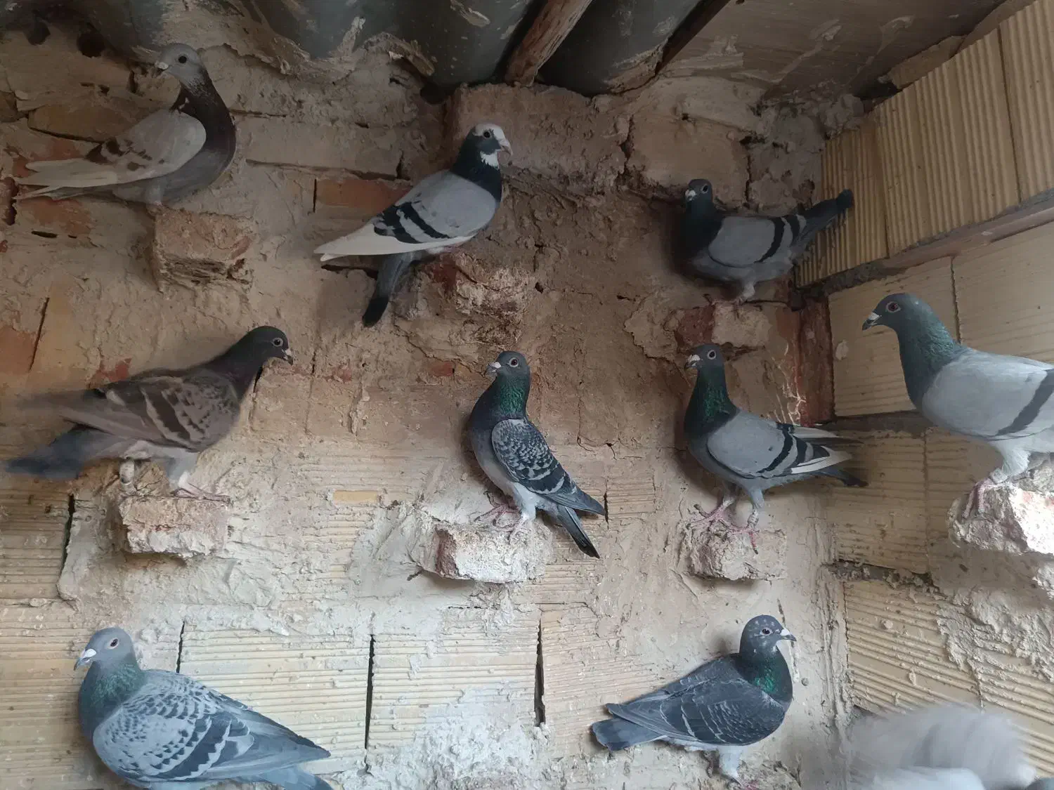 کبوتر مسافتی|پرنده|اهر, |دیوار