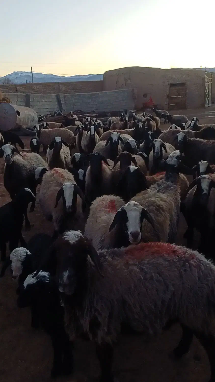 معاوضه نداریم|حیوانات مزرعه|آوج, |دیوار