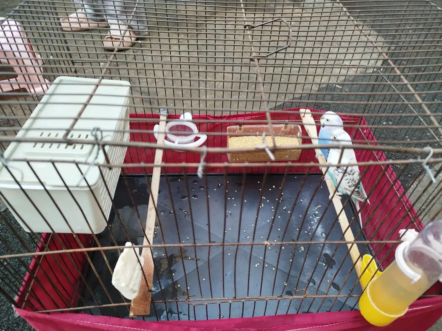 مرغ عشق جفت|پرنده|قدس, شهرقدس|دیوار