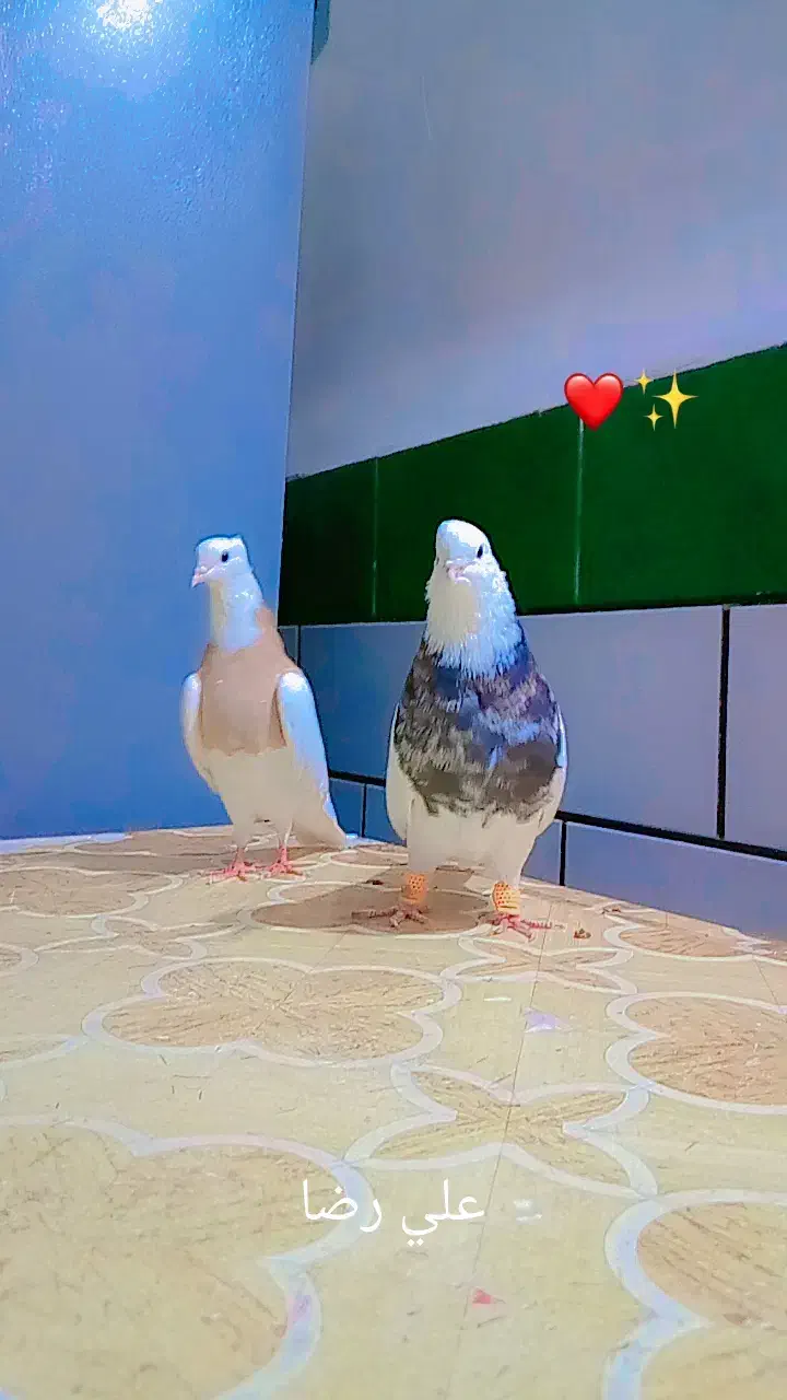 طوقی هفت رنگ|پرنده|بندر ماهشهر, |دیوار