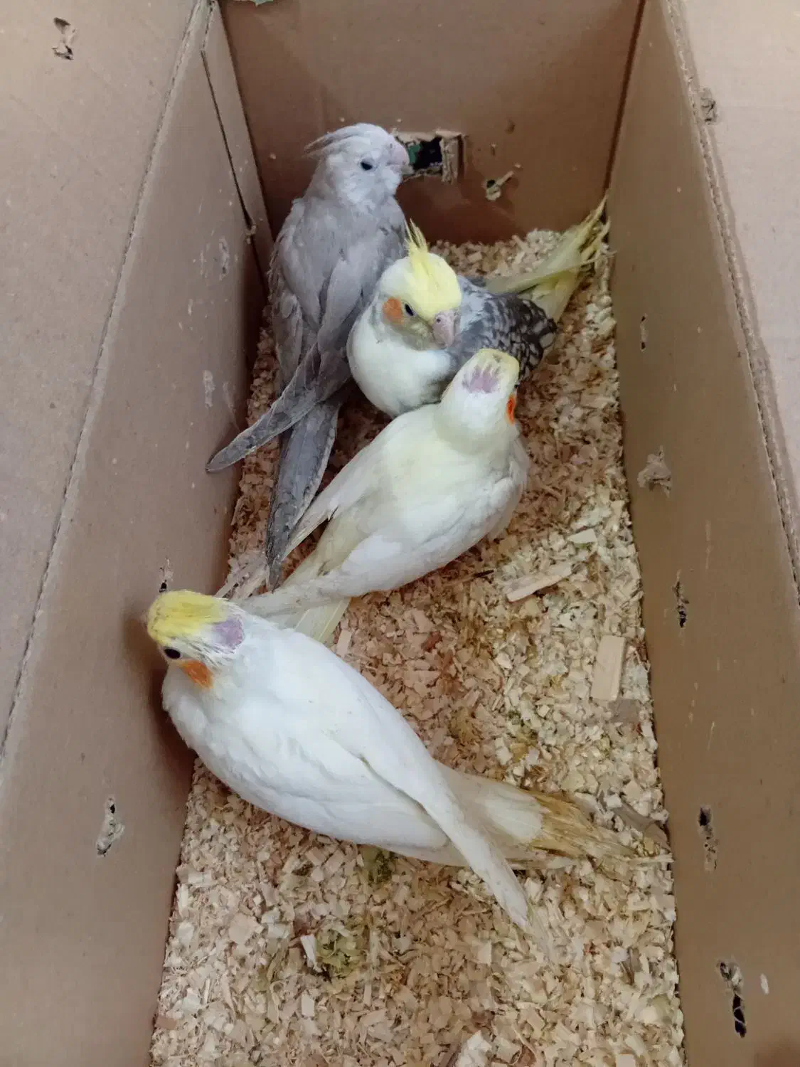 فروش جوجه عروس هلندی|پرنده|کرمان, |دیوار