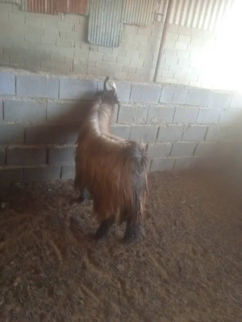 دبر|حیوانات مزرعه|مرودشت, فیروزی|دیوار