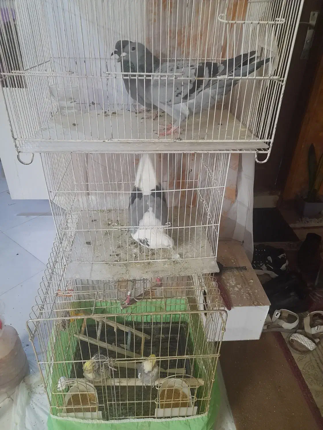 کفتر و عروس هلندی|پرنده|گلبهار, شهر جدید گلبهار|دیوار