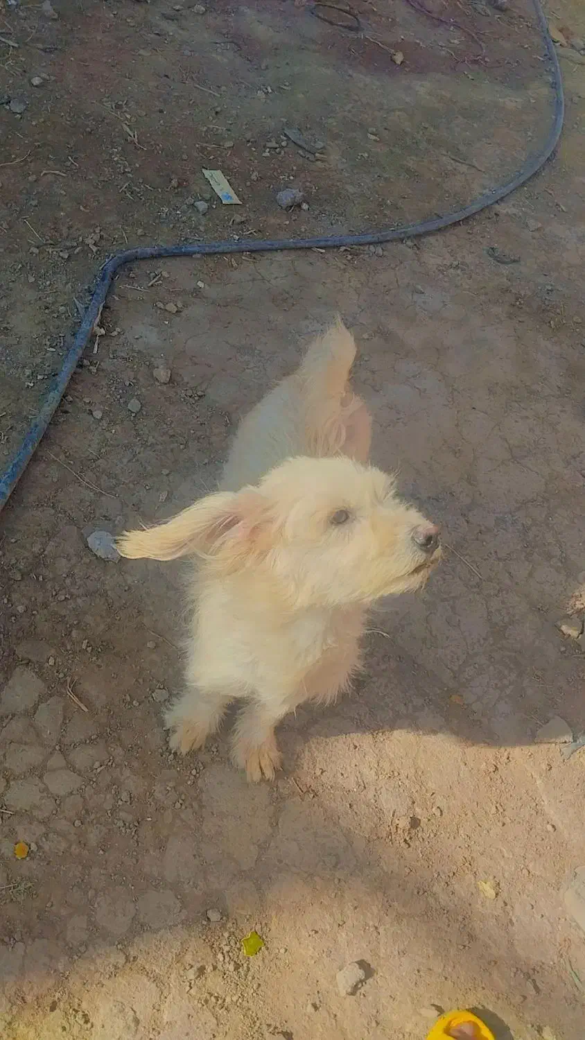 سگ پاکوتا|سگ|مشهد, قائم|دیوار