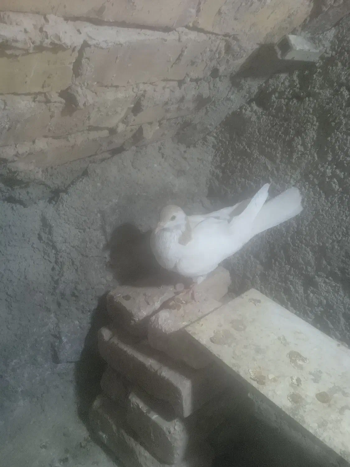 کفتر|پرنده|نیشابور, کوی حسینی|دیوار