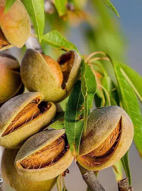 نهال بادام مامایی رقم سنگی دیرگل پیشفروش|خدمات باغبانی و درختکاری|ایلام, |دیوار