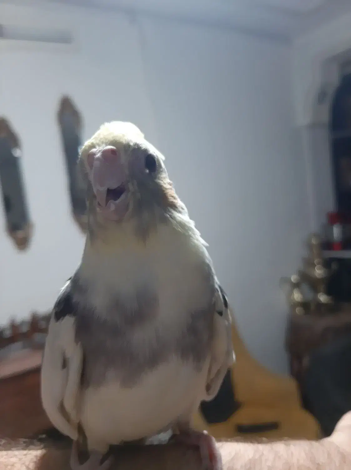 عروس هلندی رام و دستی|پرنده|سبزوار, توحیدشهر|دیوار