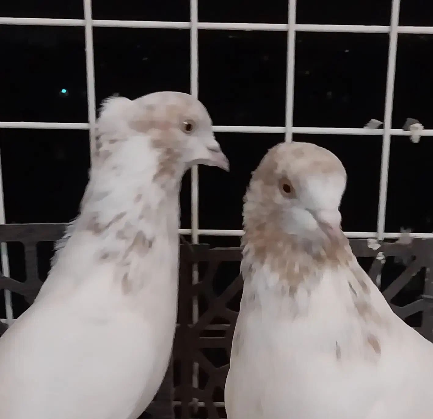 کفتر پرشتی کله زرد ، شازده|پرنده|تهران, وحیدیه|دیوار