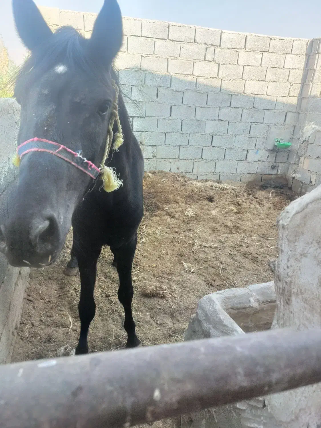 اسب. مادیون|اسب و تجهیزات اسبسواری|دره شهر, |دیوار