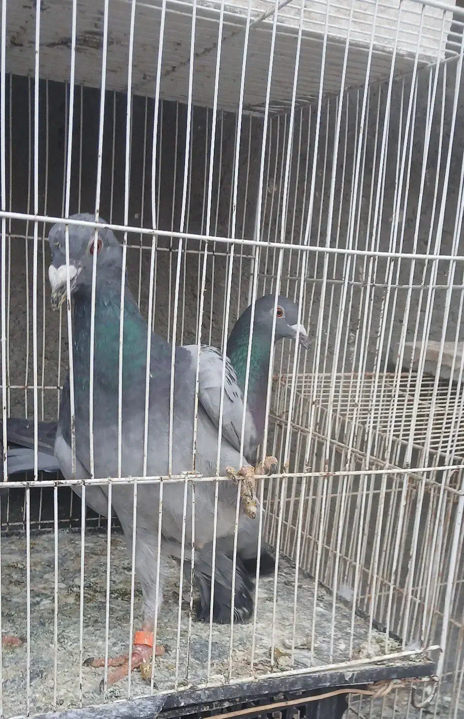 سه تا صید قلدر|پرنده|مشهد, تلگرد|دیوار