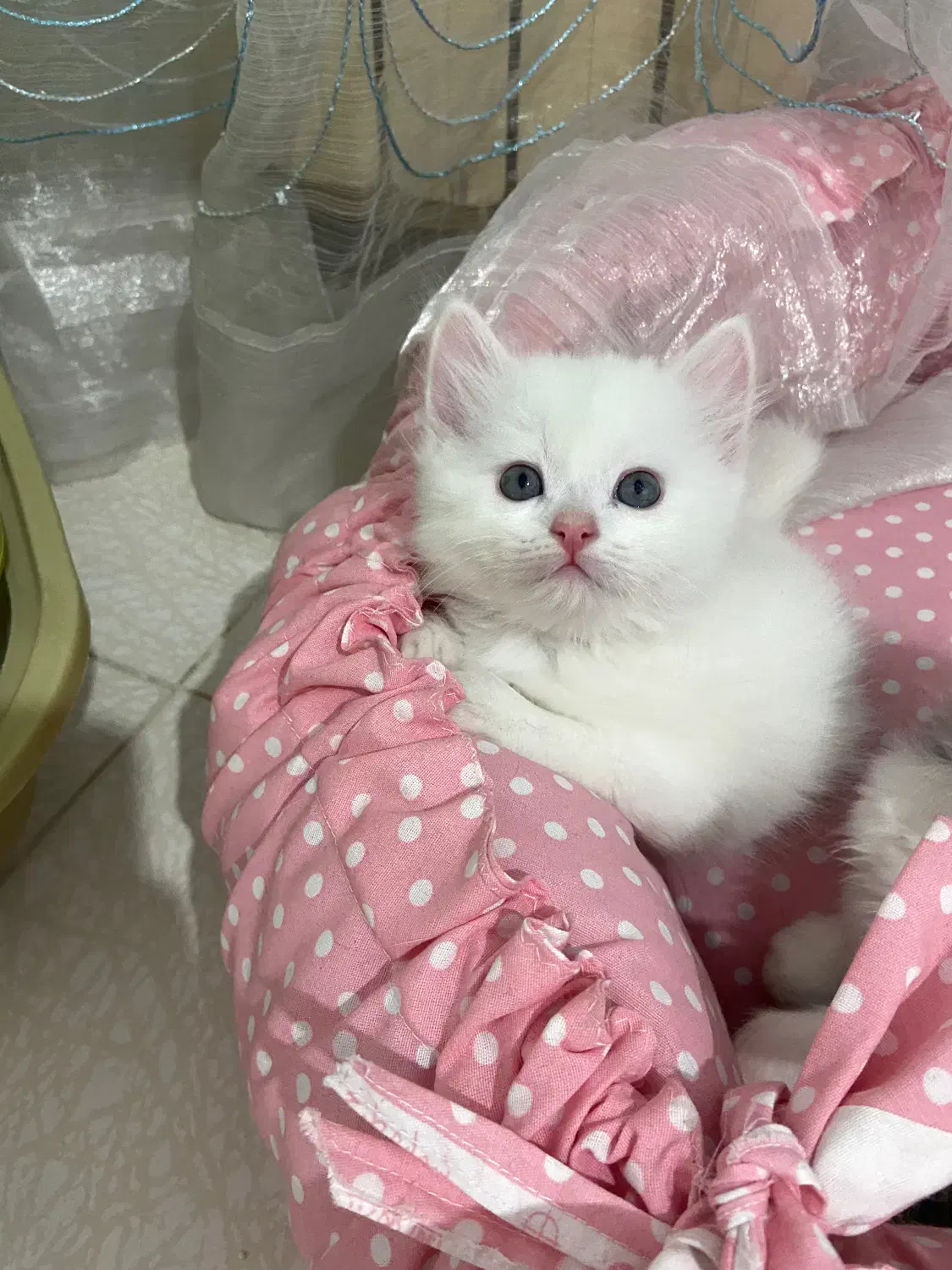 بچه گربه بریتیش لانگ هیر|گربه|ساری, |دیوار