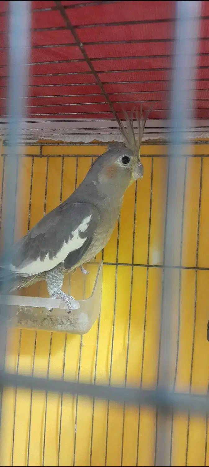 دوعدد عروس هلندی ماده طوسی|پرنده|رشت, ولکس|دیوار