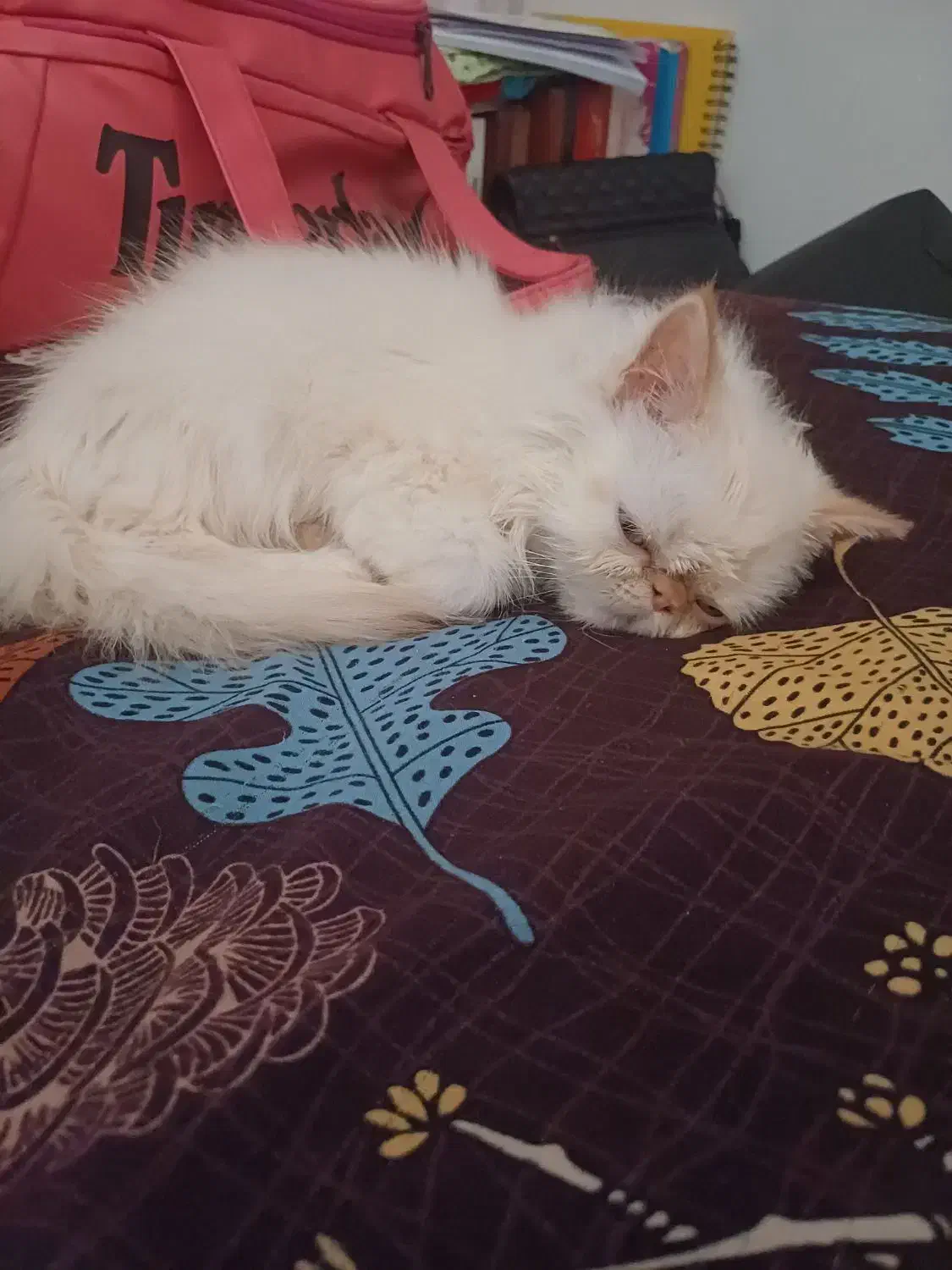 گربه پرشین|گربه|رشت, بیجارپس|دیوار