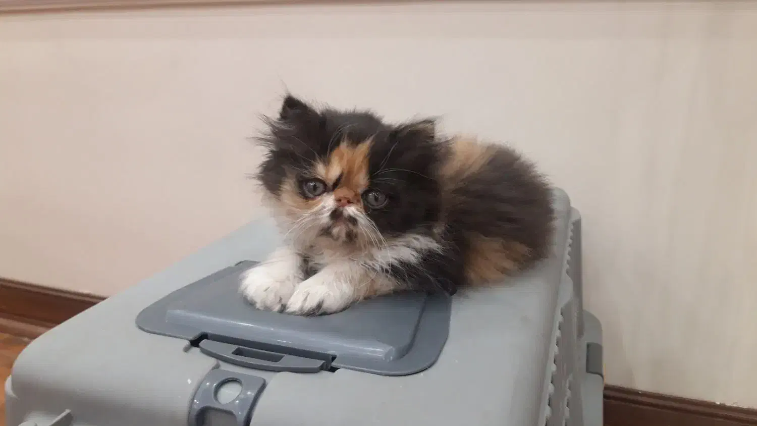 واگذاری پرشین ۲ماه و نیمه|گربه|کهریزک, |دیوار