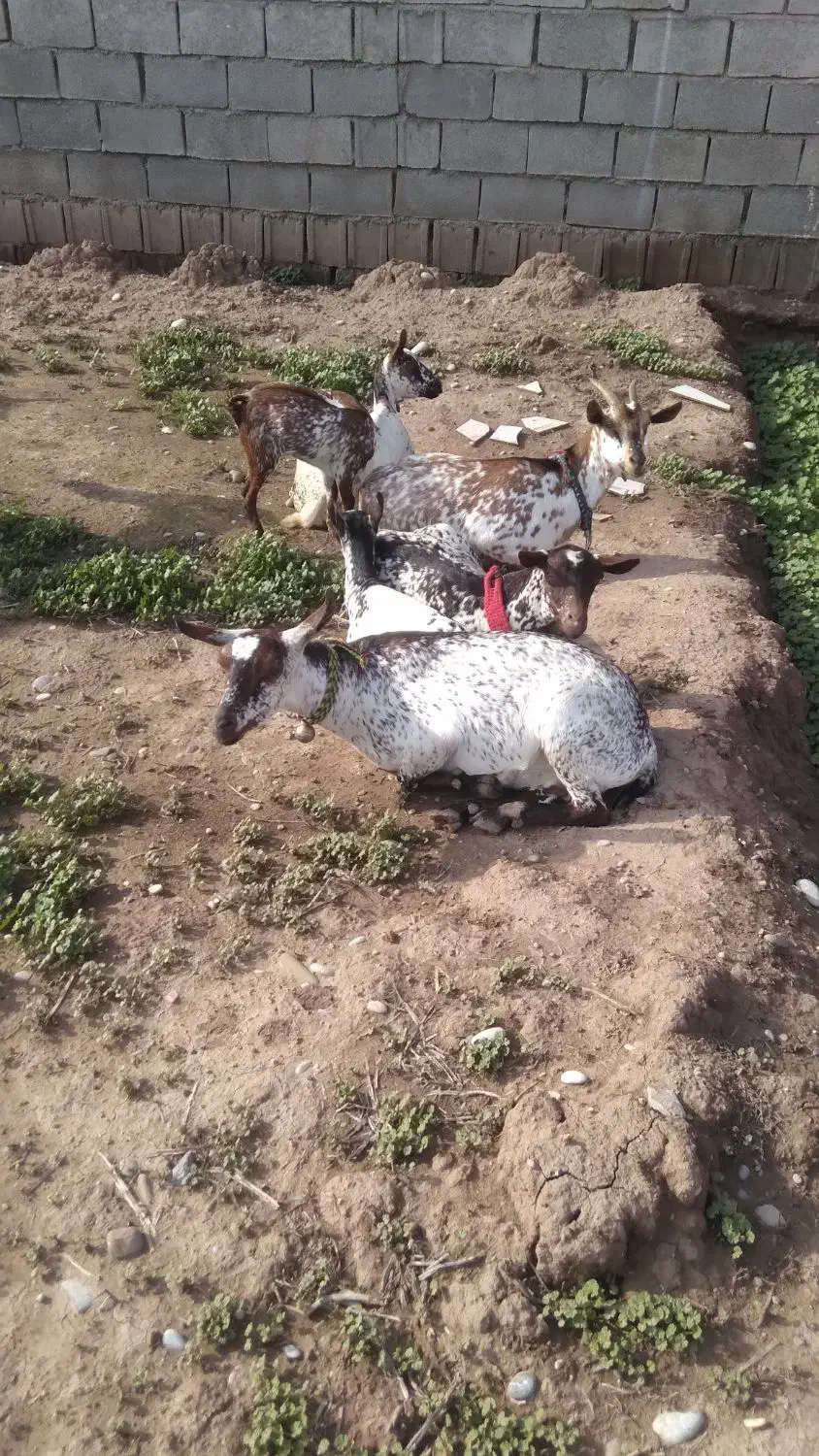 بز وبیگ سانت|حیوانات مزرعه|دزفول, |دیوار