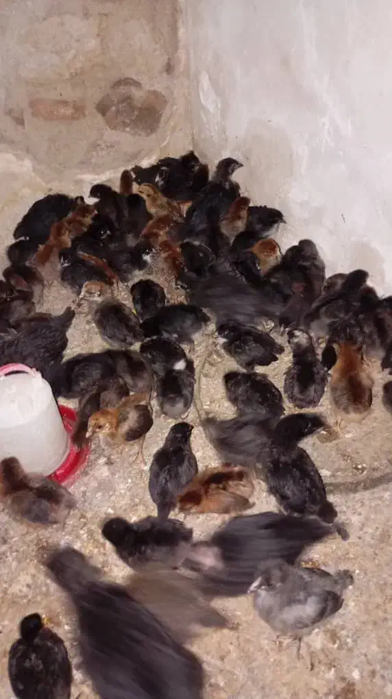 جوجه مرغ خورموج|حیوانات مزرعه|خورموج, |دیوار